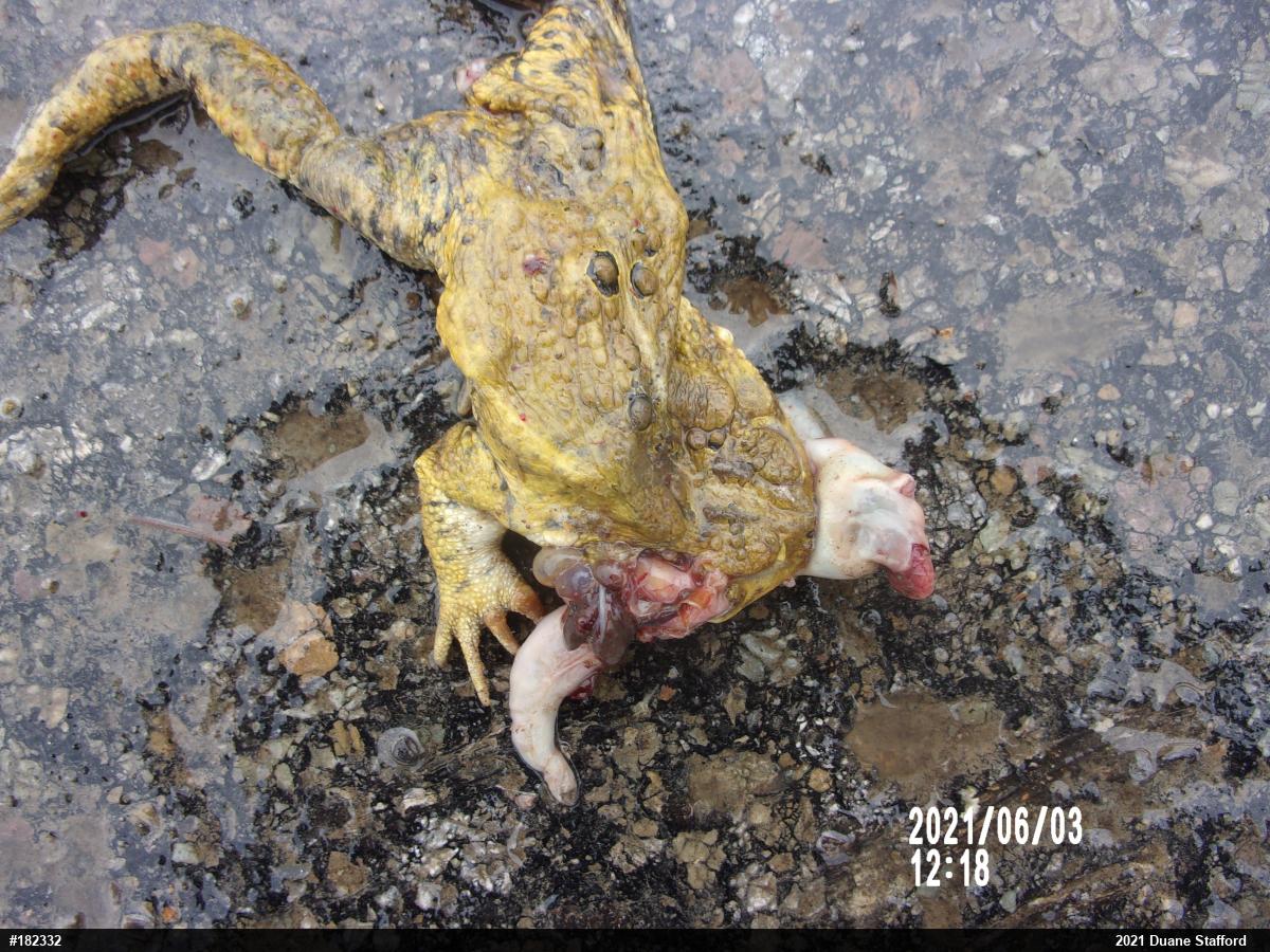 Eastern American Toad