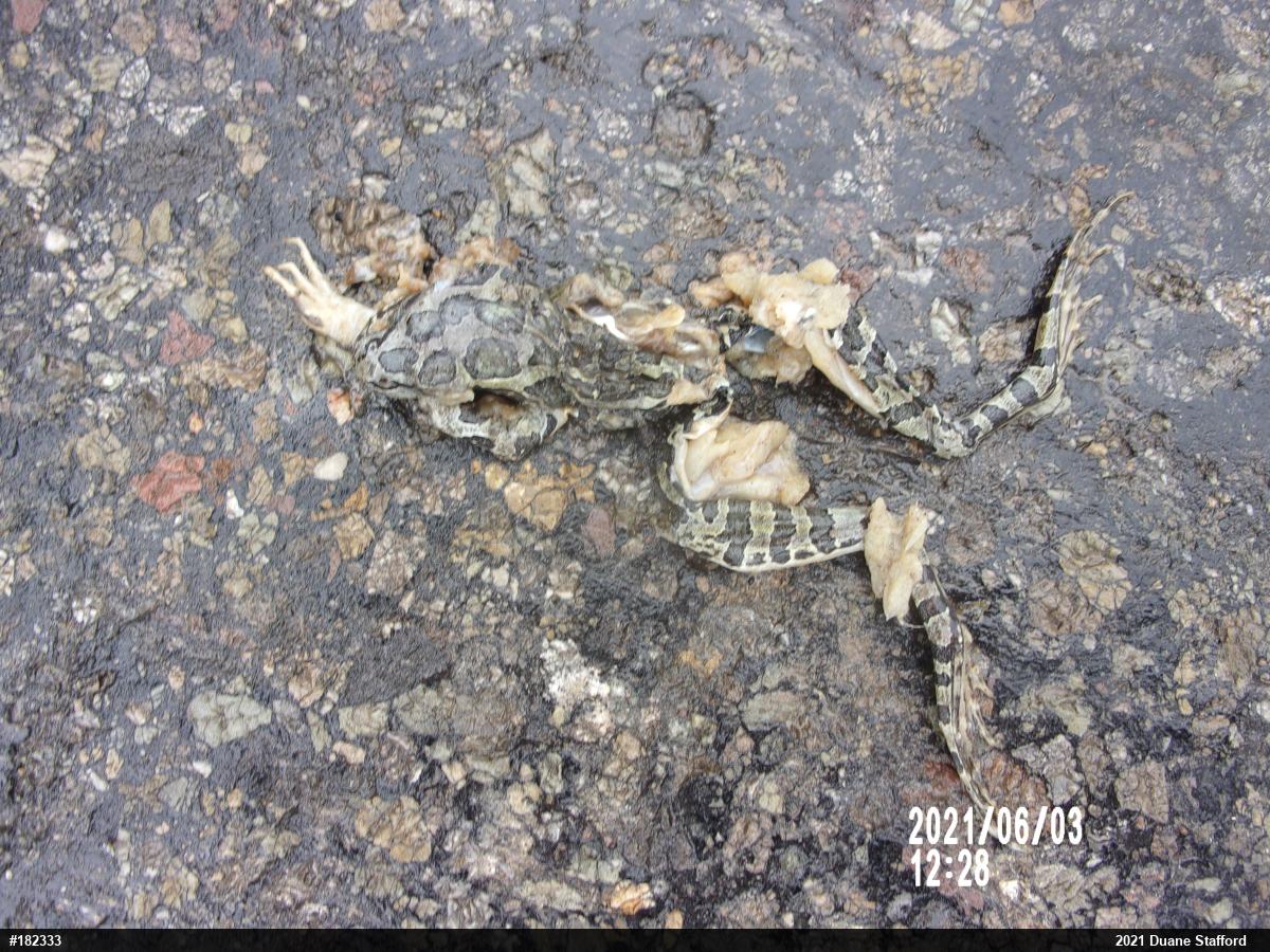 Pickerel Frog