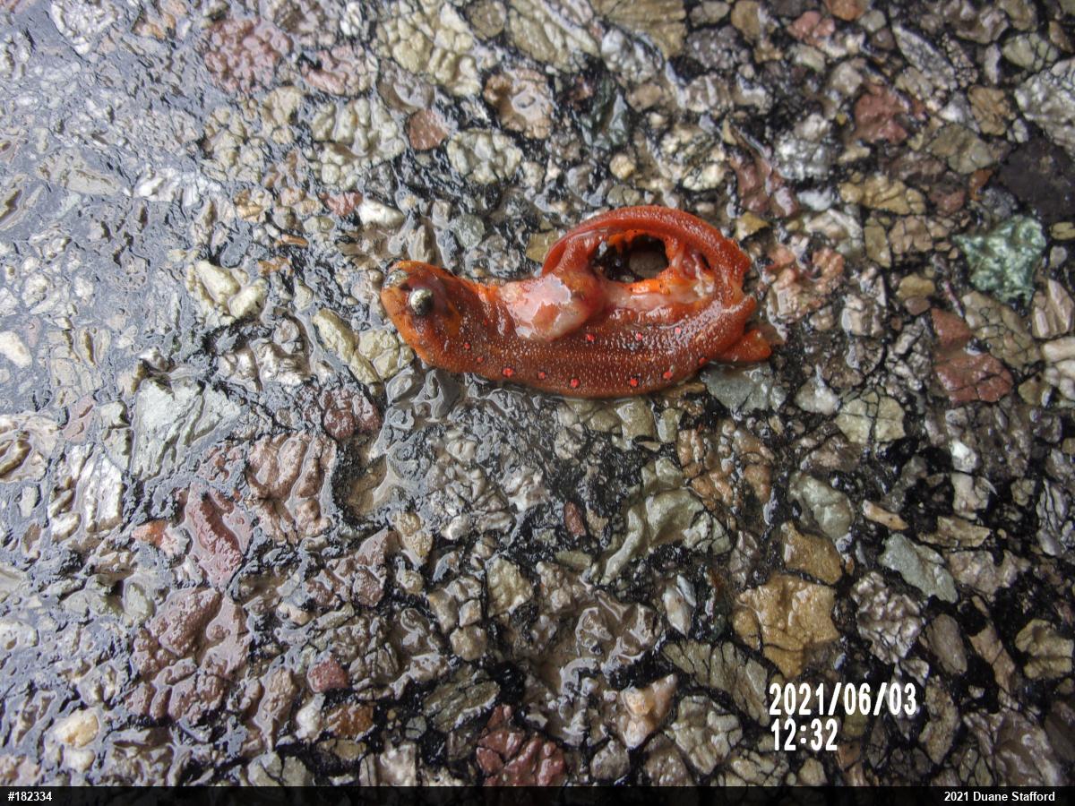 Red-spotted Newt