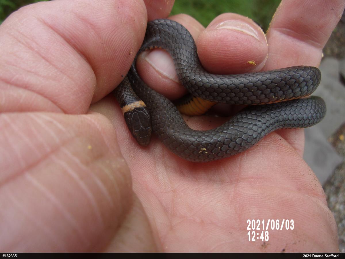 Northern Ring-necked Snake