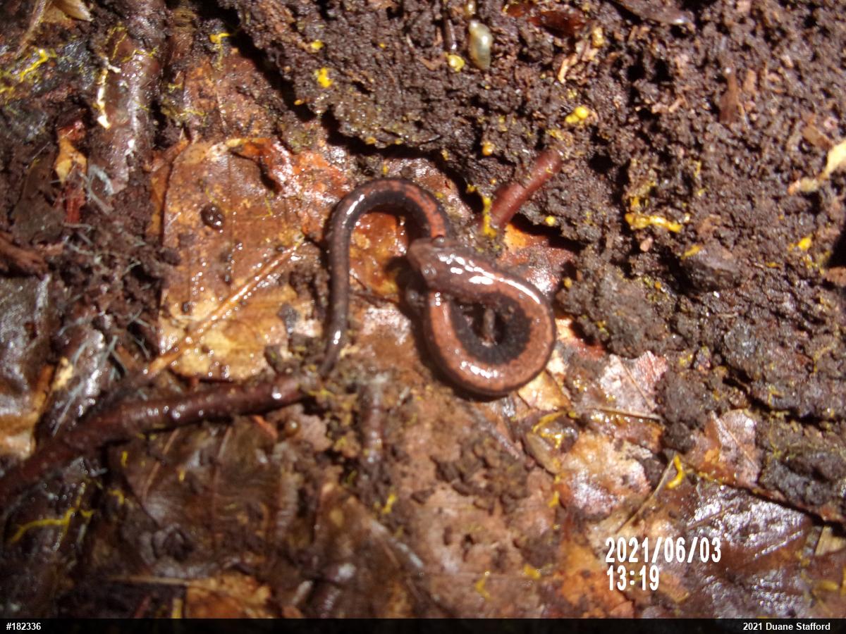 Eastern Red-backed  Salamander