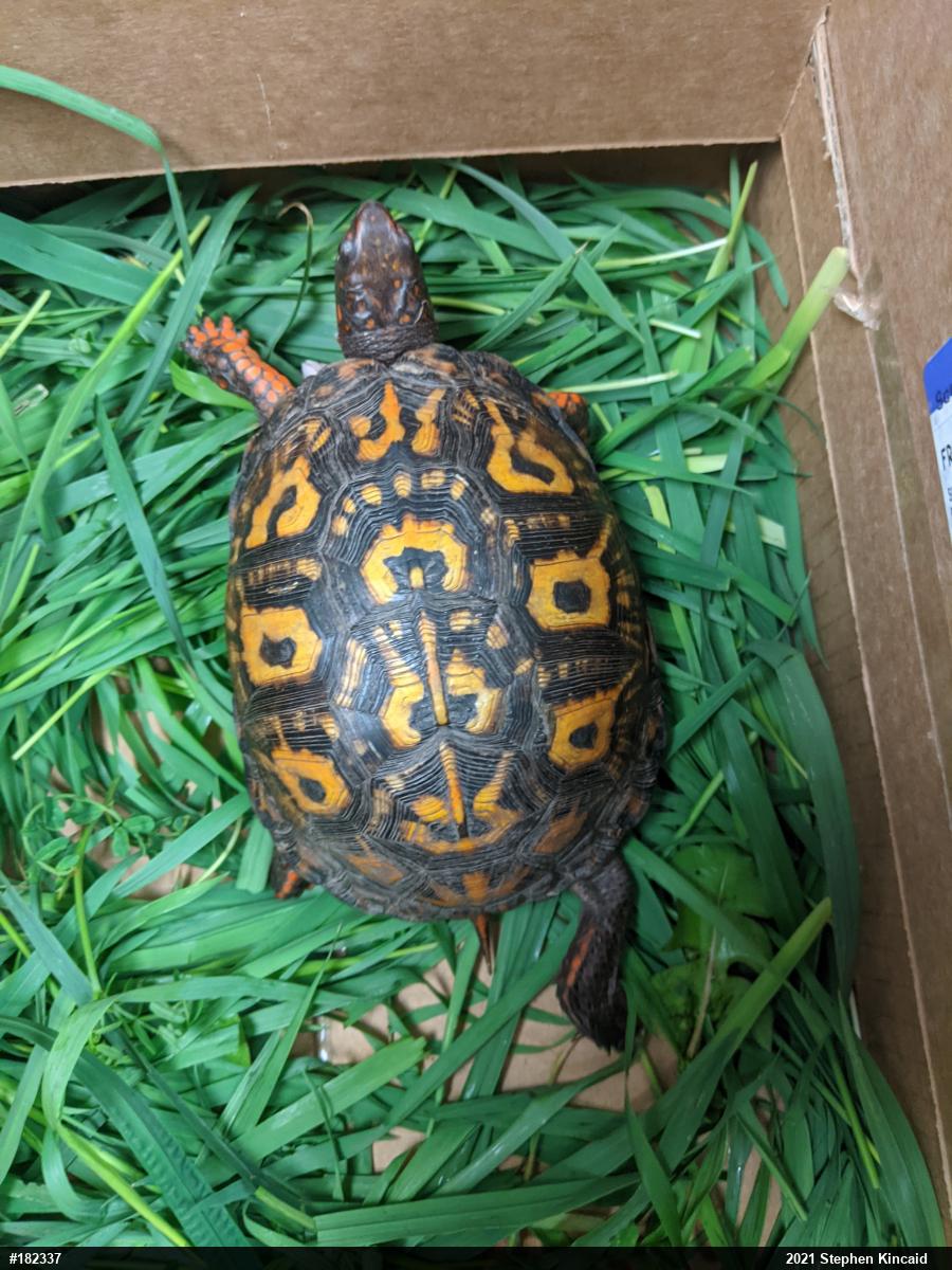 Eastern Box Turtle