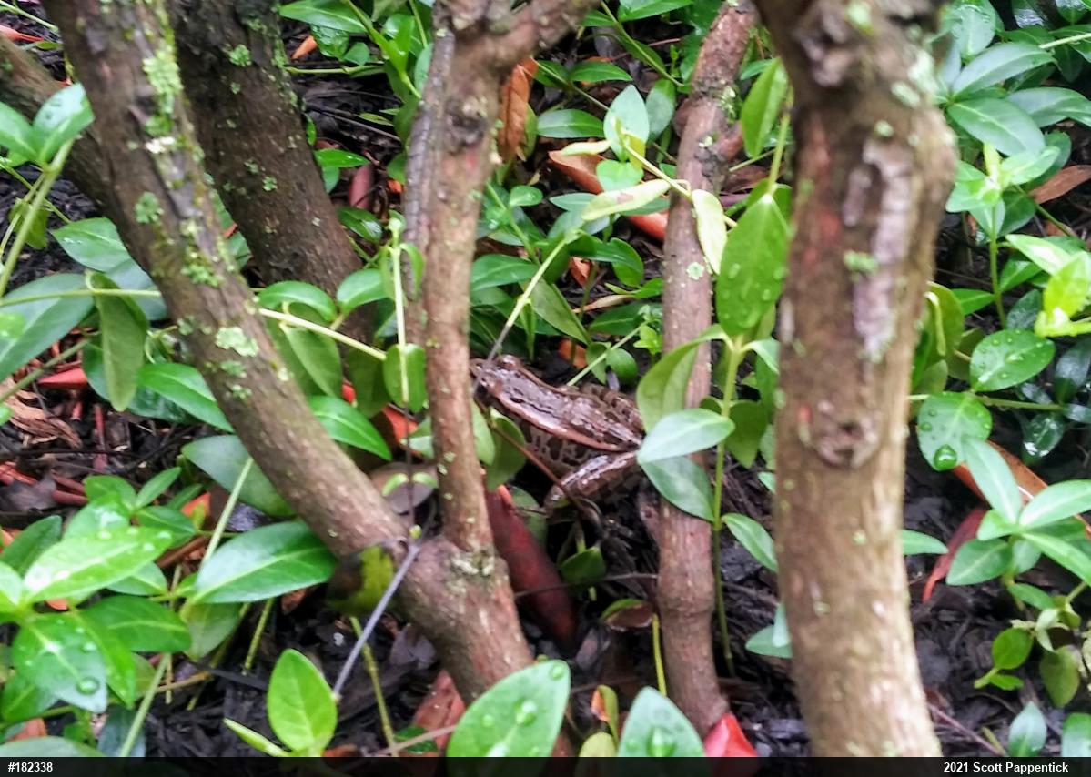 Pickerel Frog