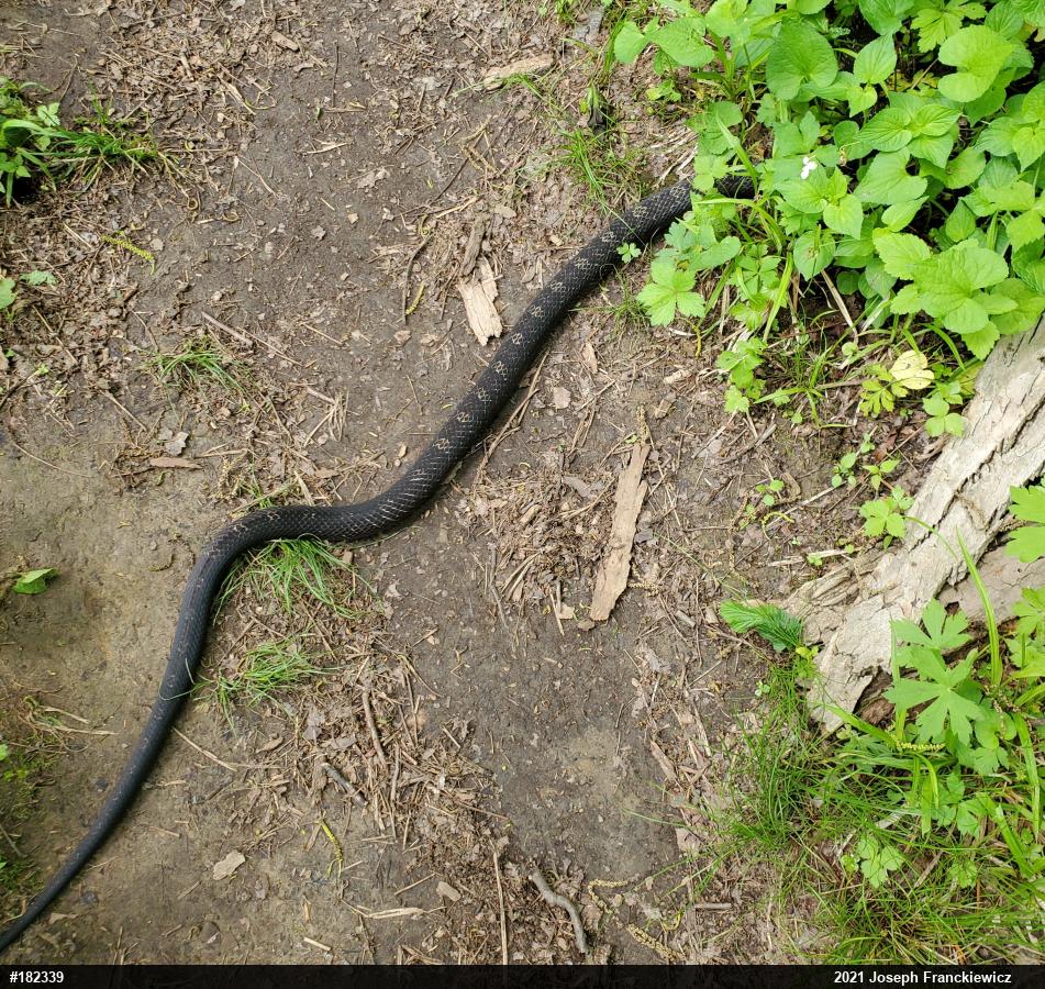 Eastern Ratsnake
