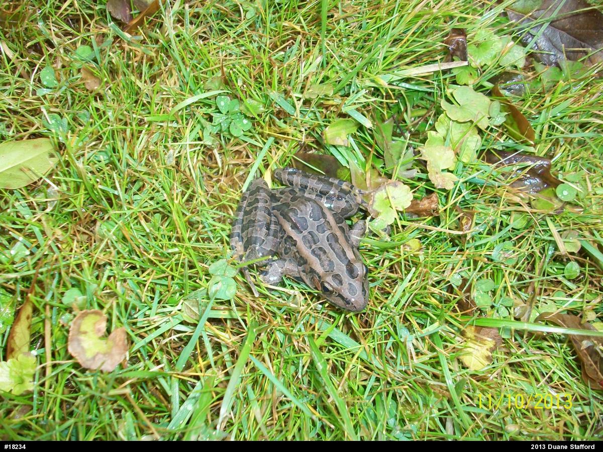 Pickerel Frog