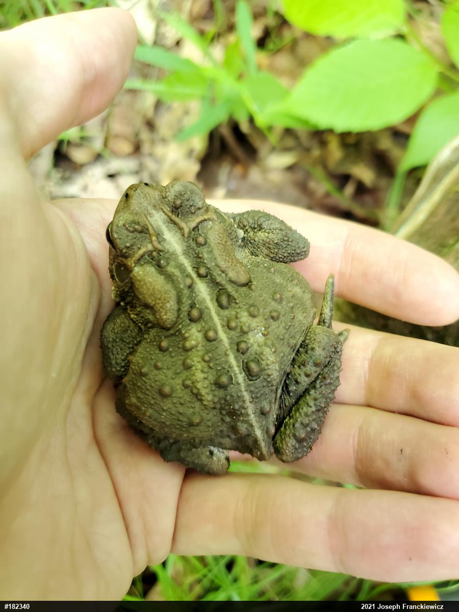 Eastern American Toad
