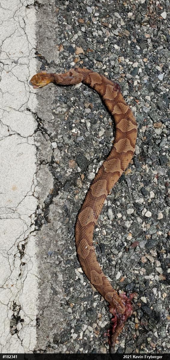 Northern Copperhead