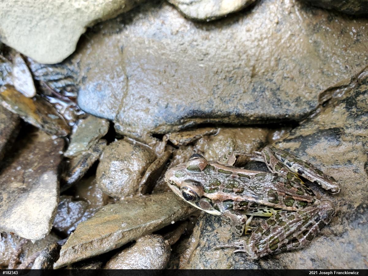 Pickerel Frog