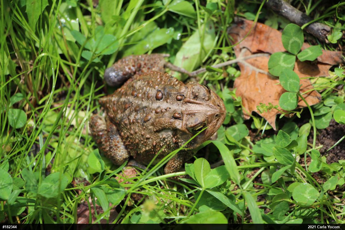Eastern American Toad