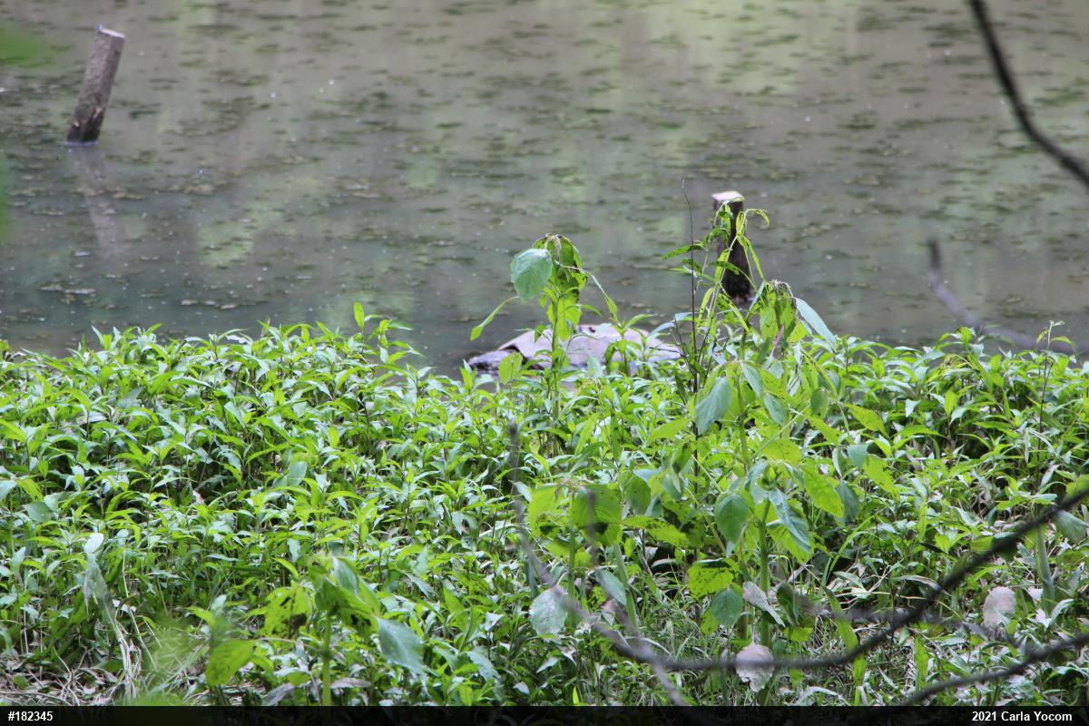 Snapping Turtle