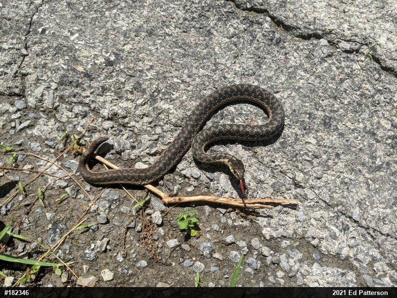 Eastern Gartersnake