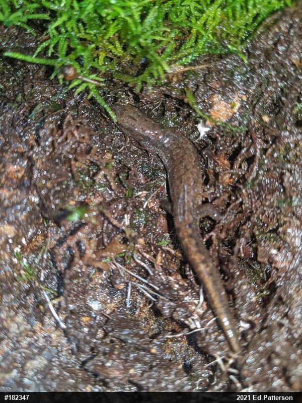 Northern Dusky Salamander