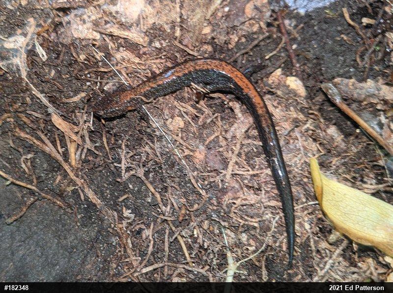 Eastern Red-backed  Salamander