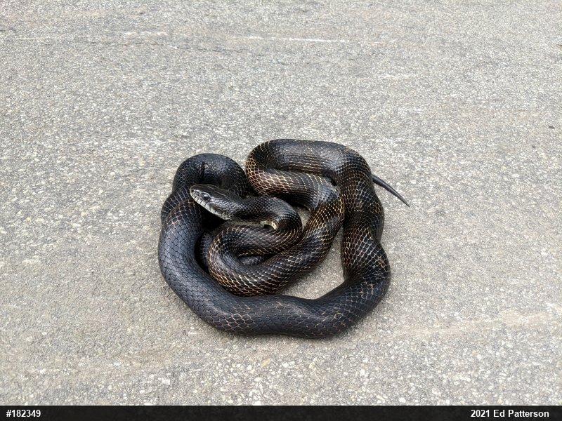 Eastern Ratsnake