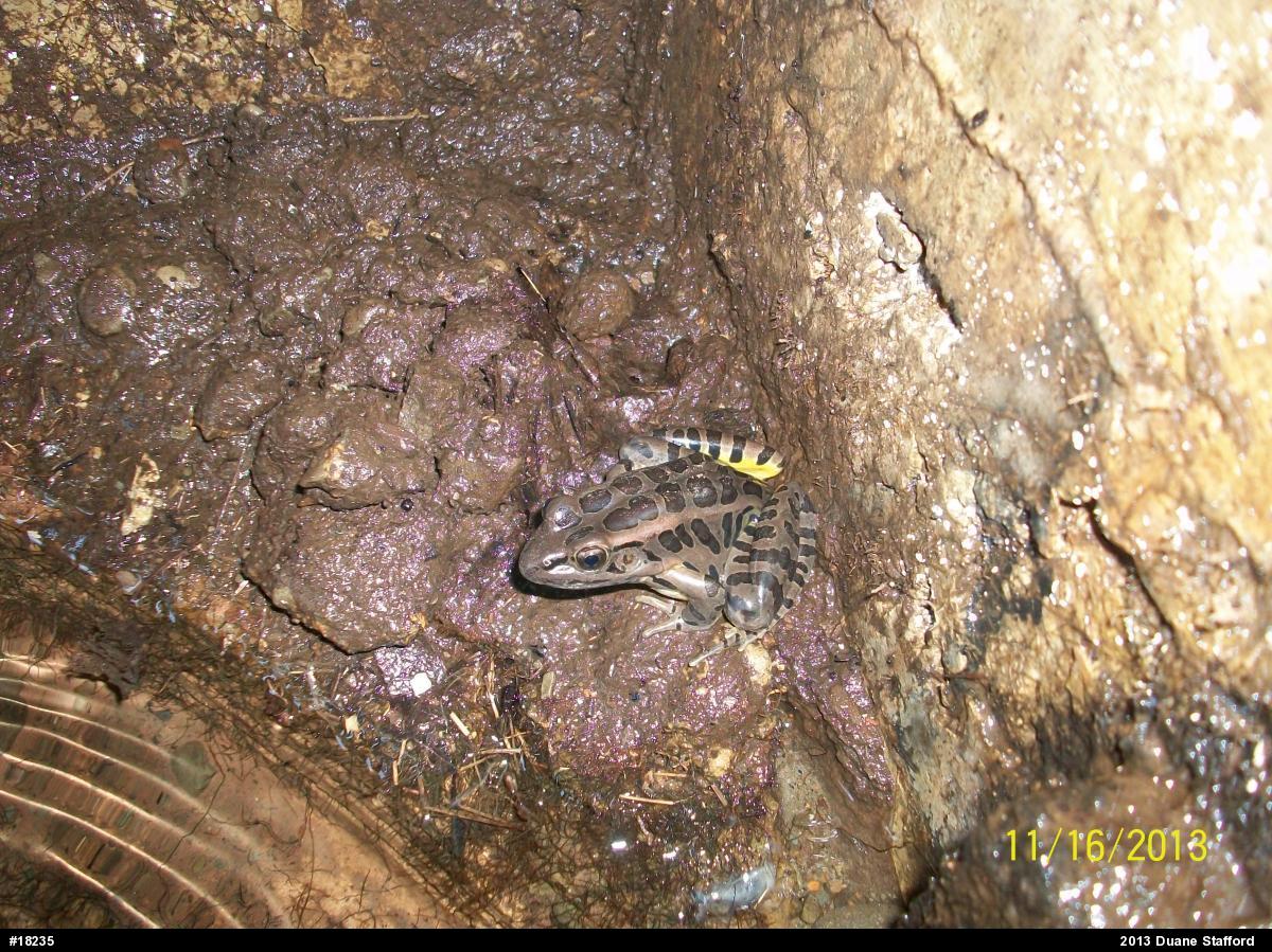 Pickerel Frog