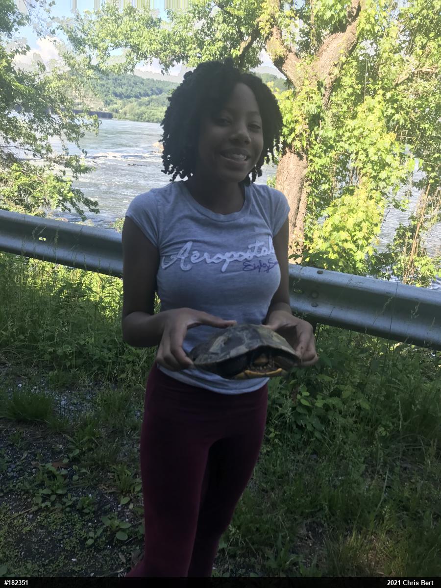 Northern Map Turtle