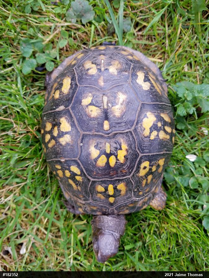 Eastern Box Turtle