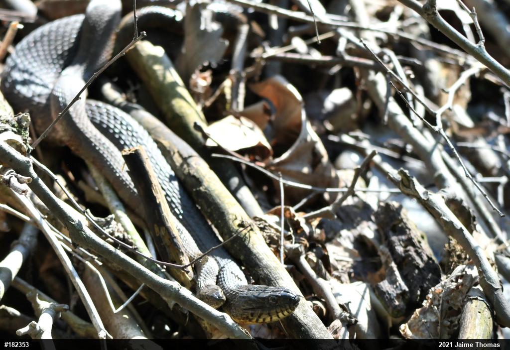 Northern Watersnake