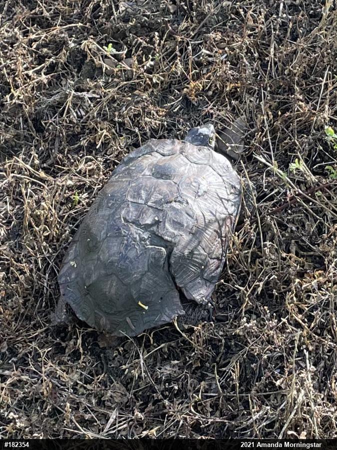 Wood Turtle