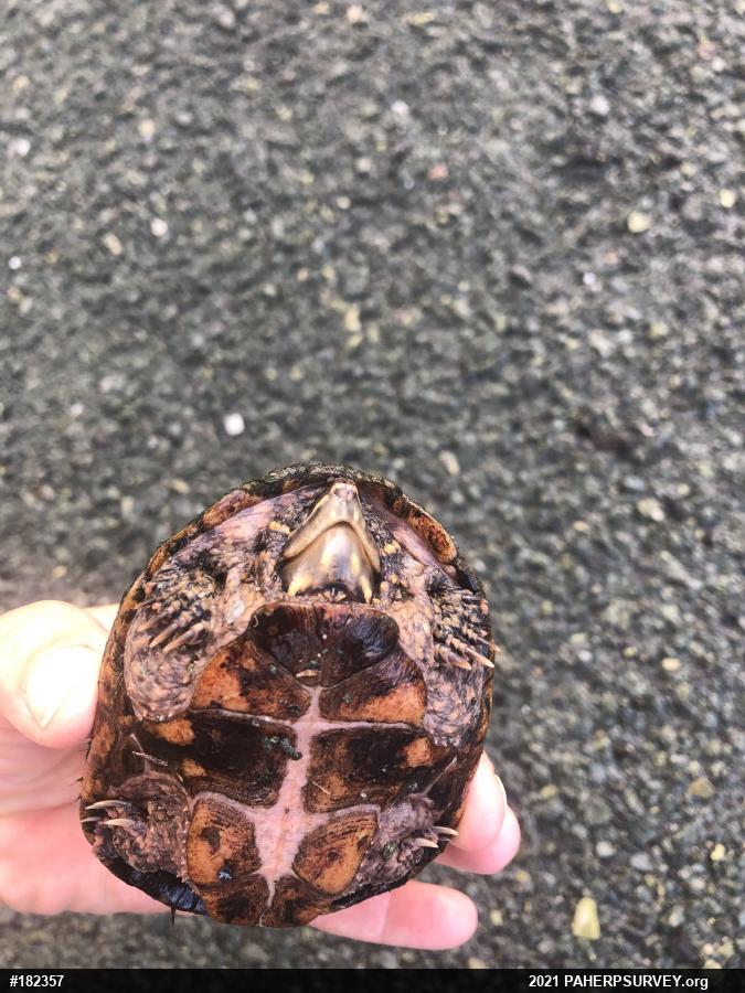 Eastern Musk Turtle
