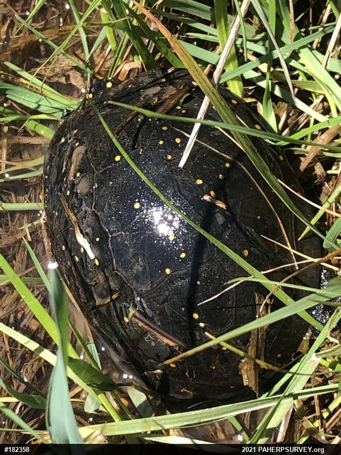 Spotted Turtle