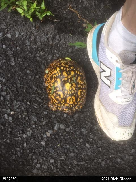 Eastern Box Turtle
