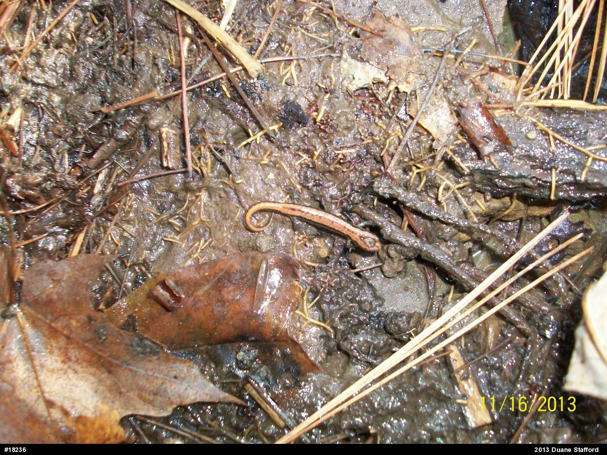 Allegheny Mountain Dusky Salamander