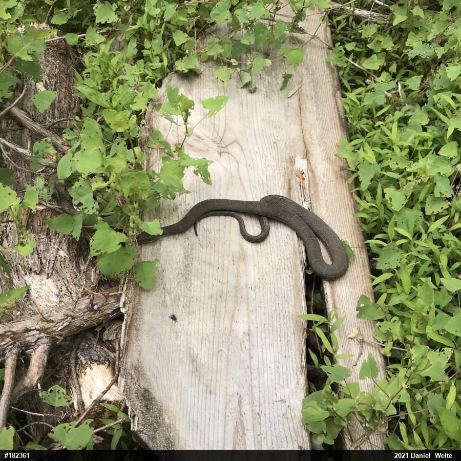 Northern Watersnake