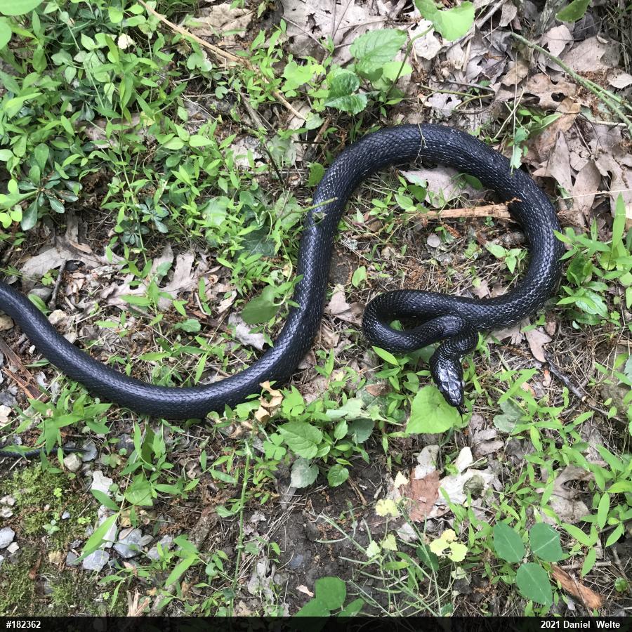 Eastern Ratsnake