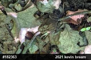 Eastern American Toad