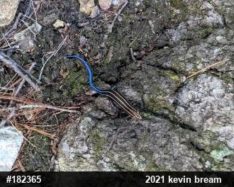 Common Five-lined Skink