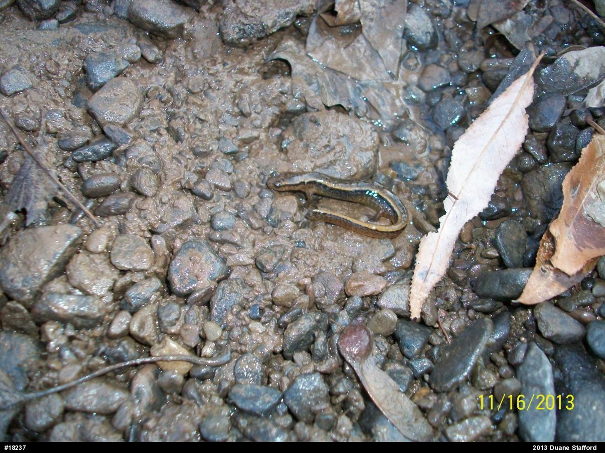 Northern Two-lined Salamander