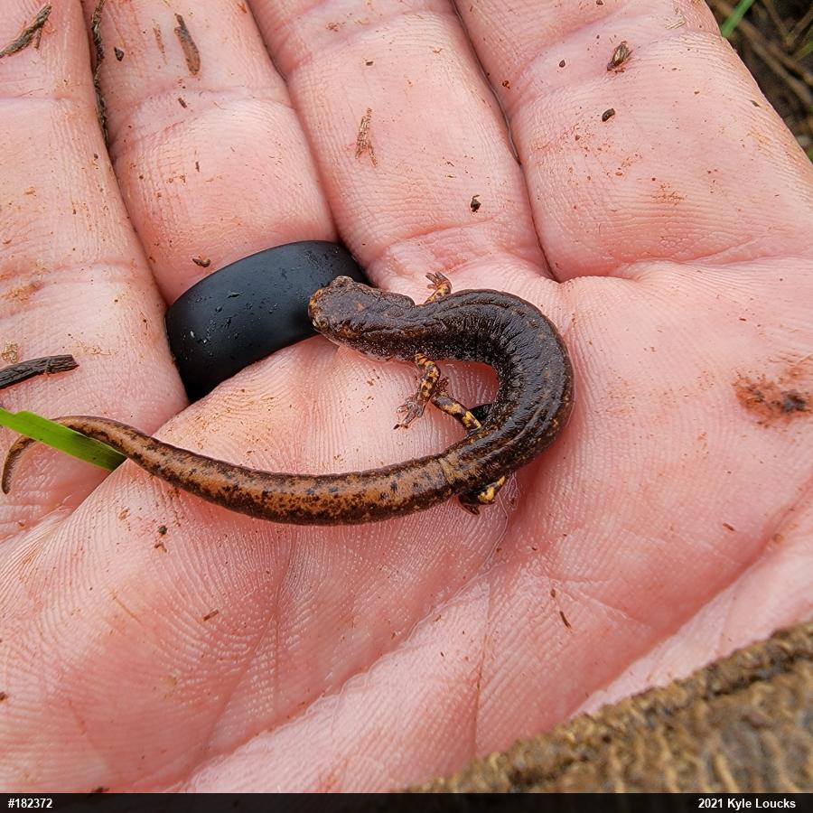Four-toed Salamander