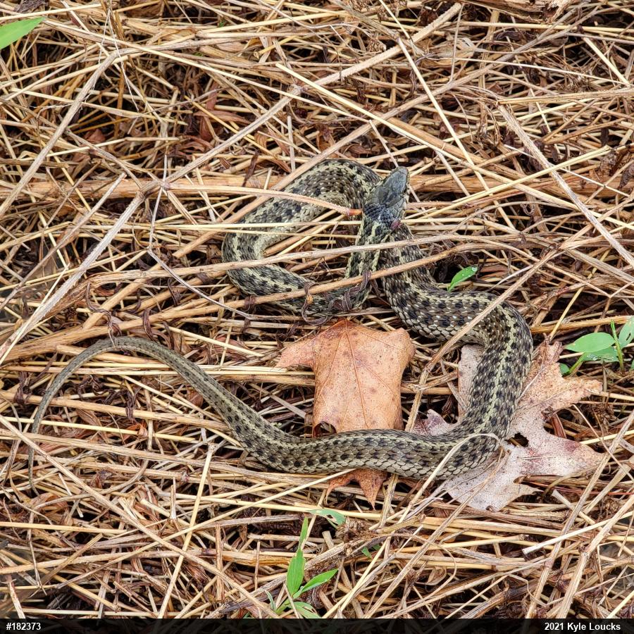 Eastern Gartersnake