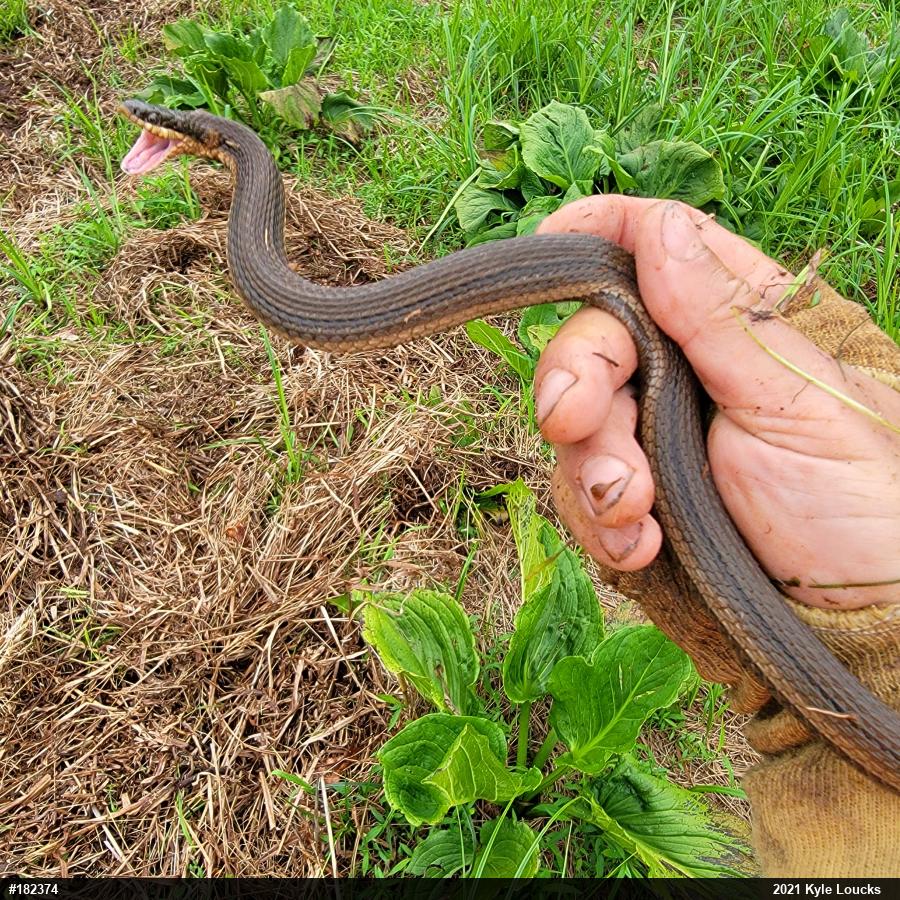 Queensnake