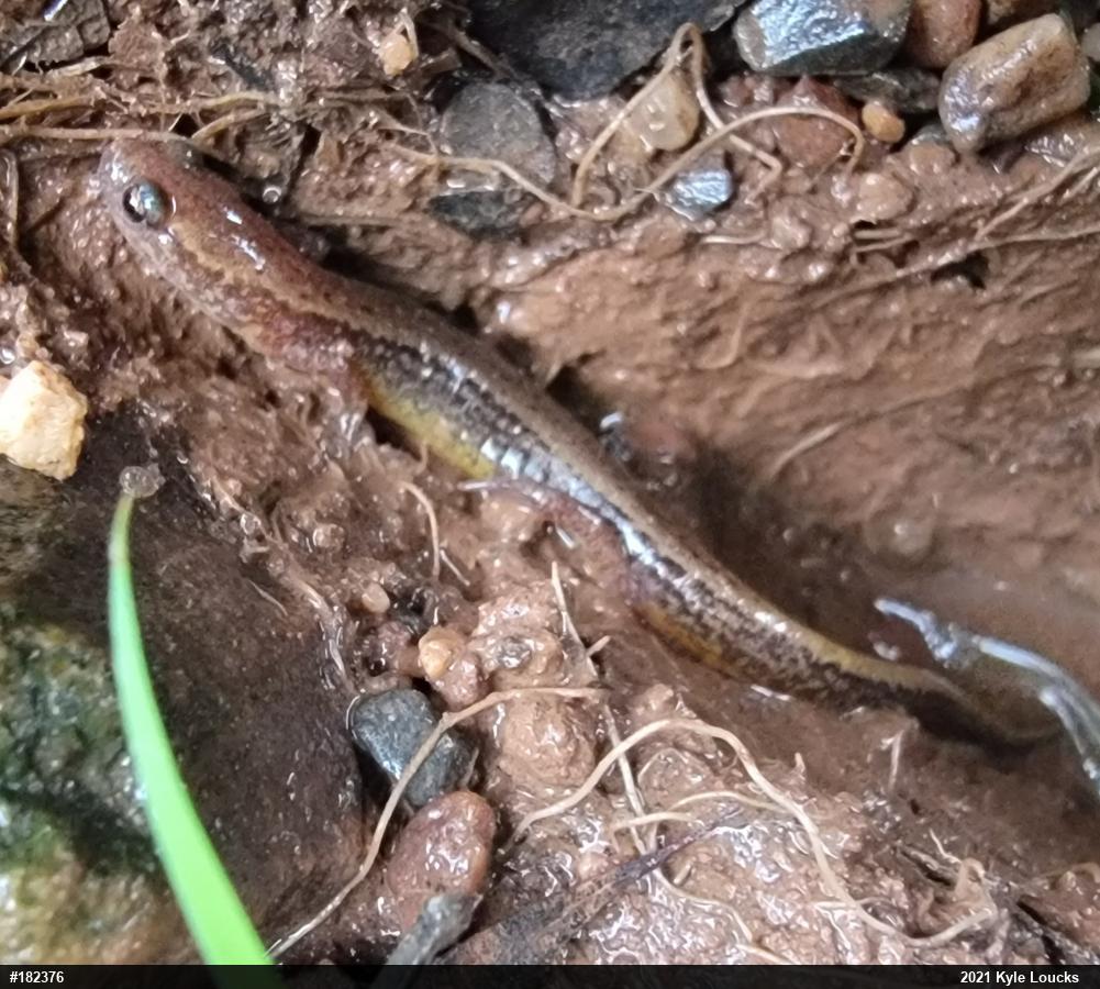 Northern Two-lined Salamander