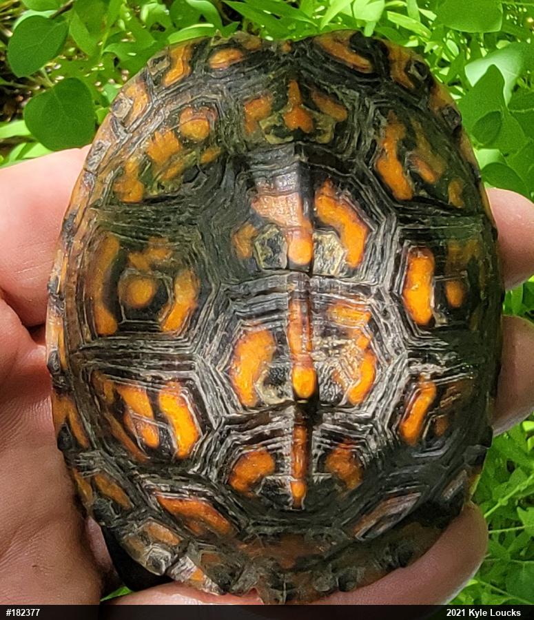 Eastern Box Turtle