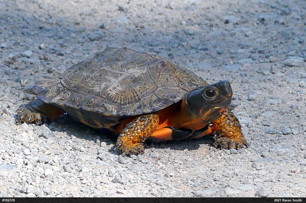 Wood Turtle