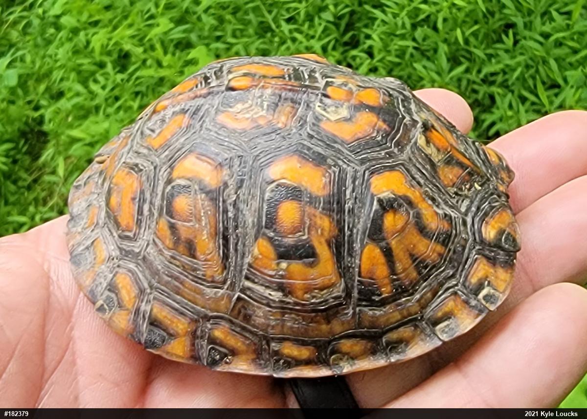 Eastern Box Turtle