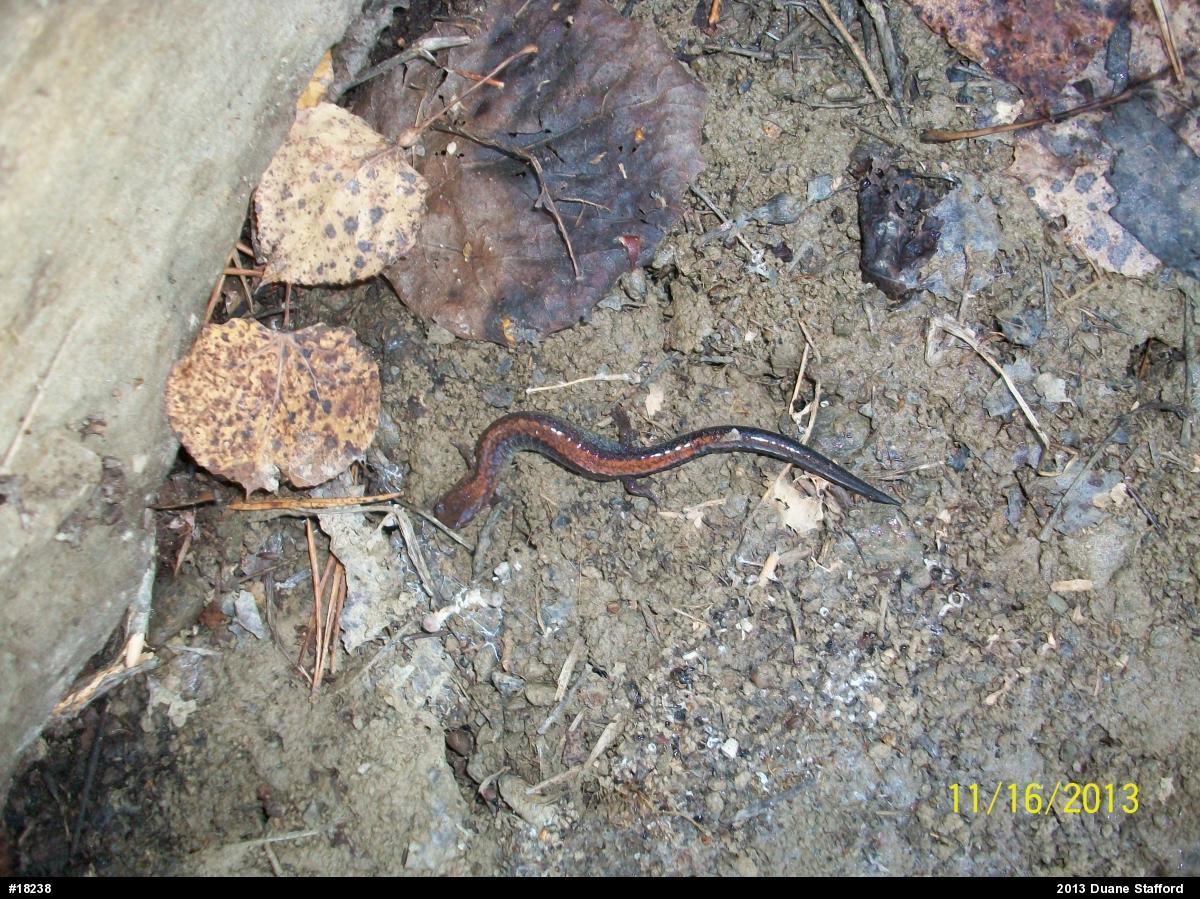 Eastern Red-backed  Salamander