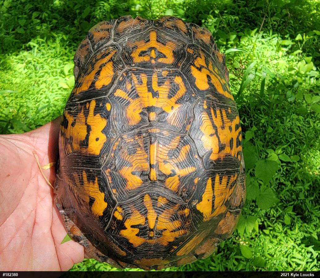 Eastern Box Turtle