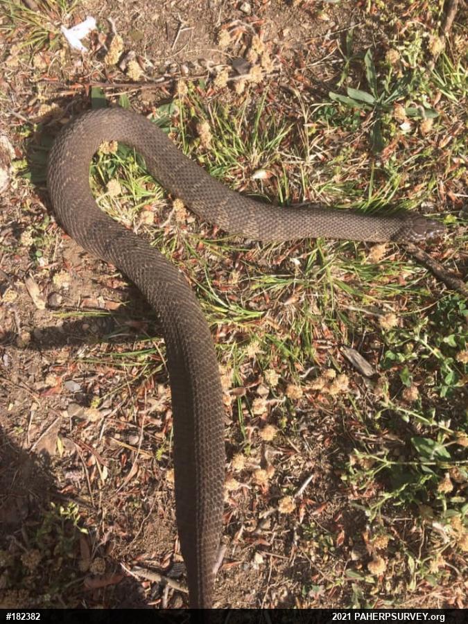 Northern Watersnake