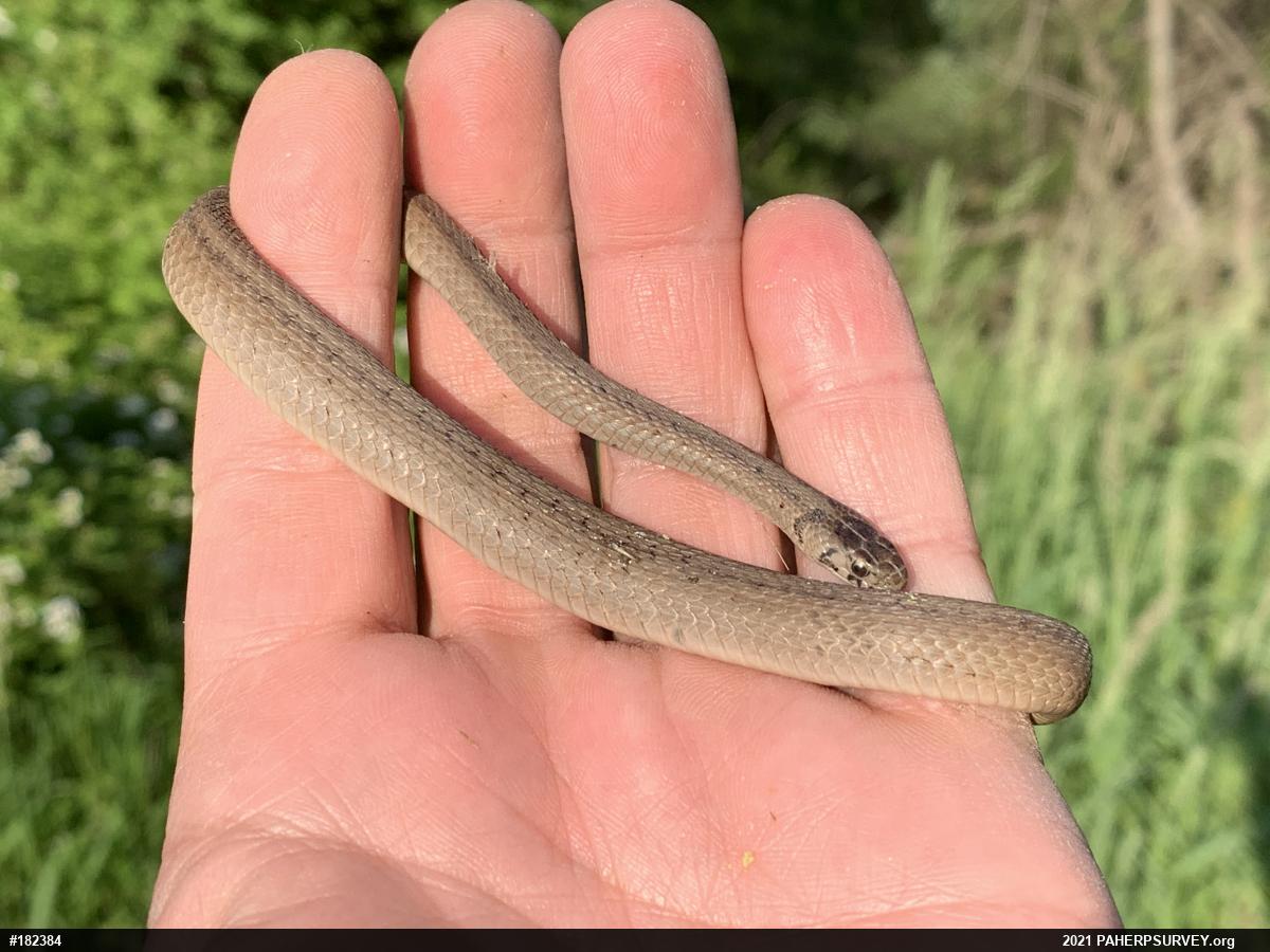 Dekay's Brownsnake