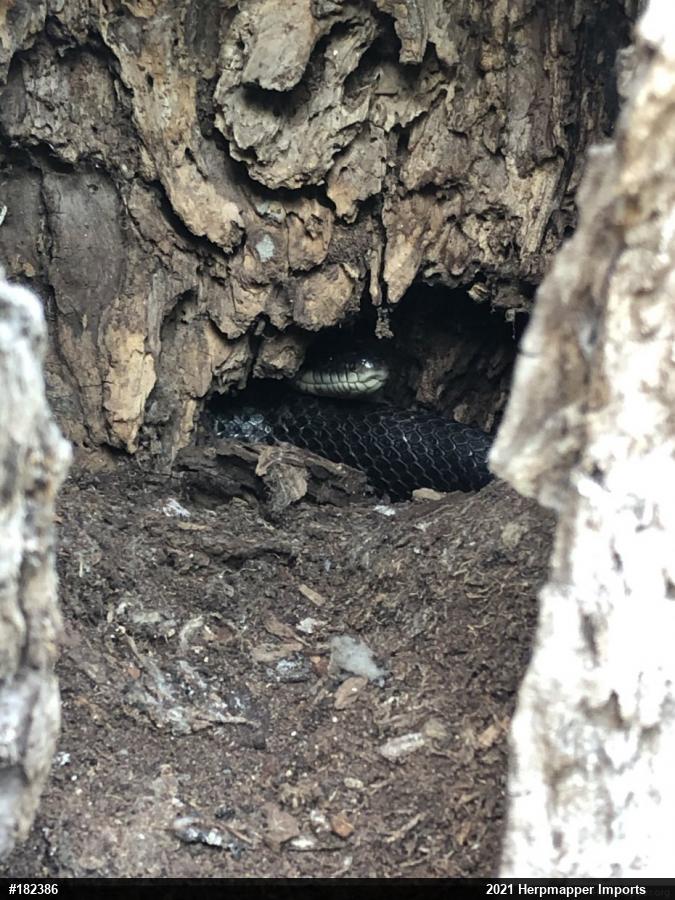 Eastern Ratsnake