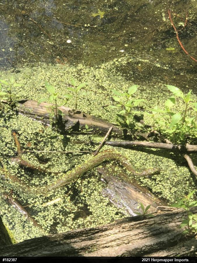 Northern Watersnake