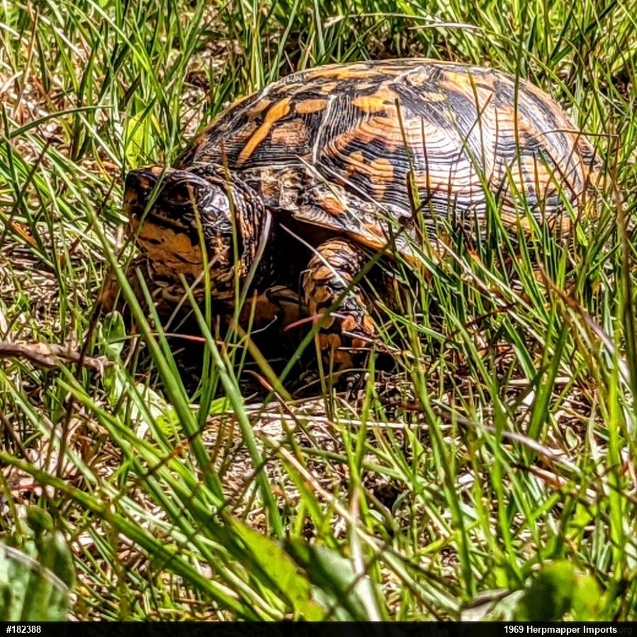 Eastern Box Turtle