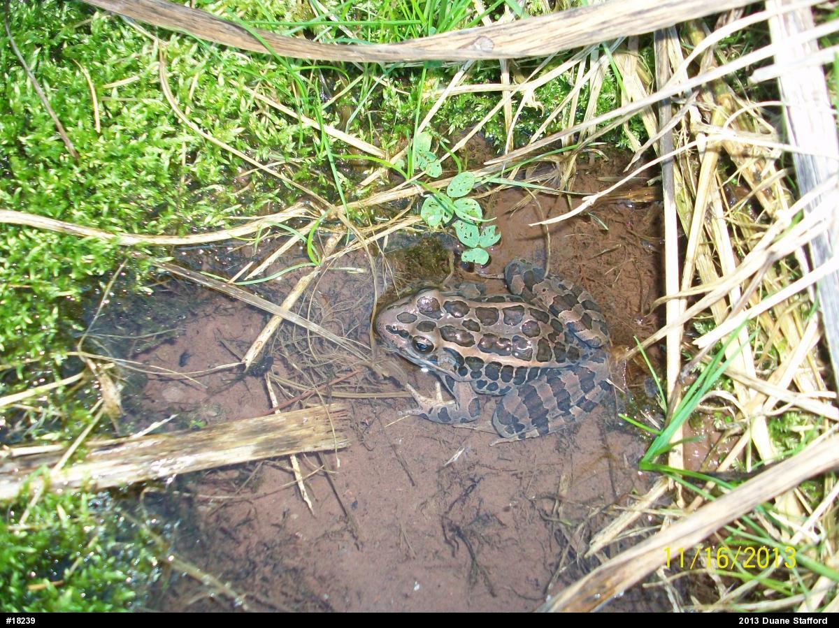 Pickerel Frog