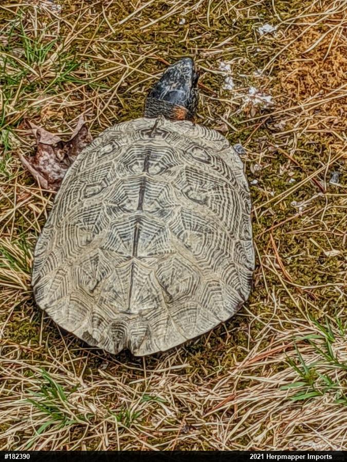 Wood Turtle