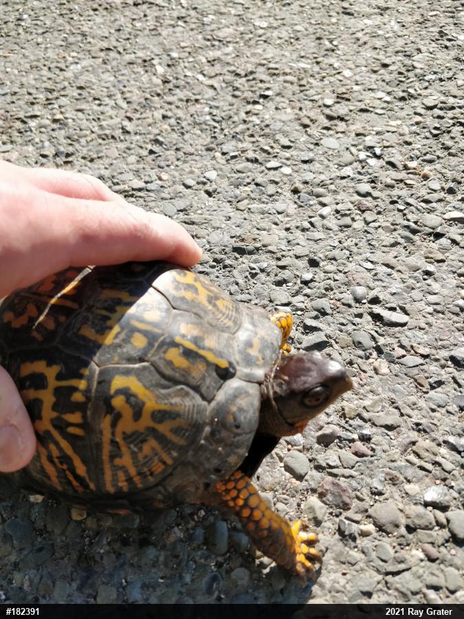 Eastern Box Turtle