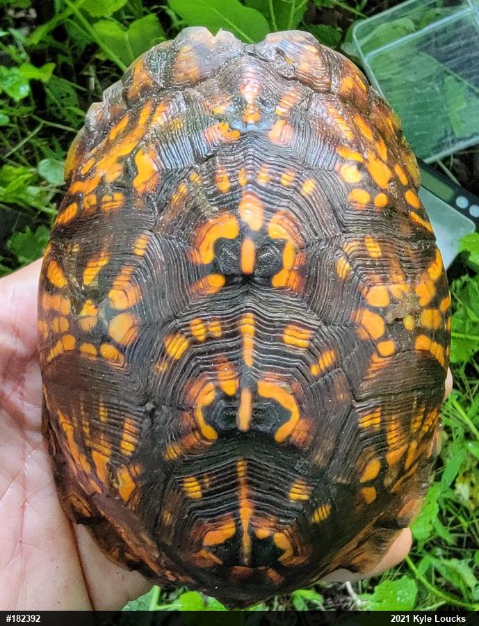 Eastern Box Turtle